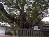 日本最古の楠